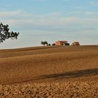 Campagna Marchigiana