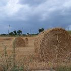 campagna marchigiana