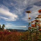 Campagna nei dintorni di Ginevra