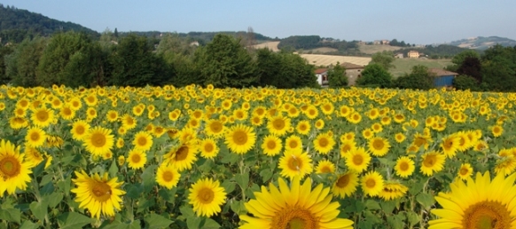 campagna piacentina