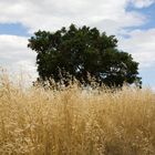 campagna puglia