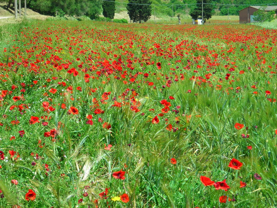 Campagna Romana 2