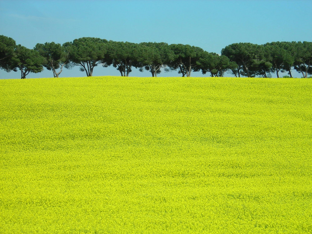 Campagna romana