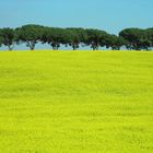 Campagna romana