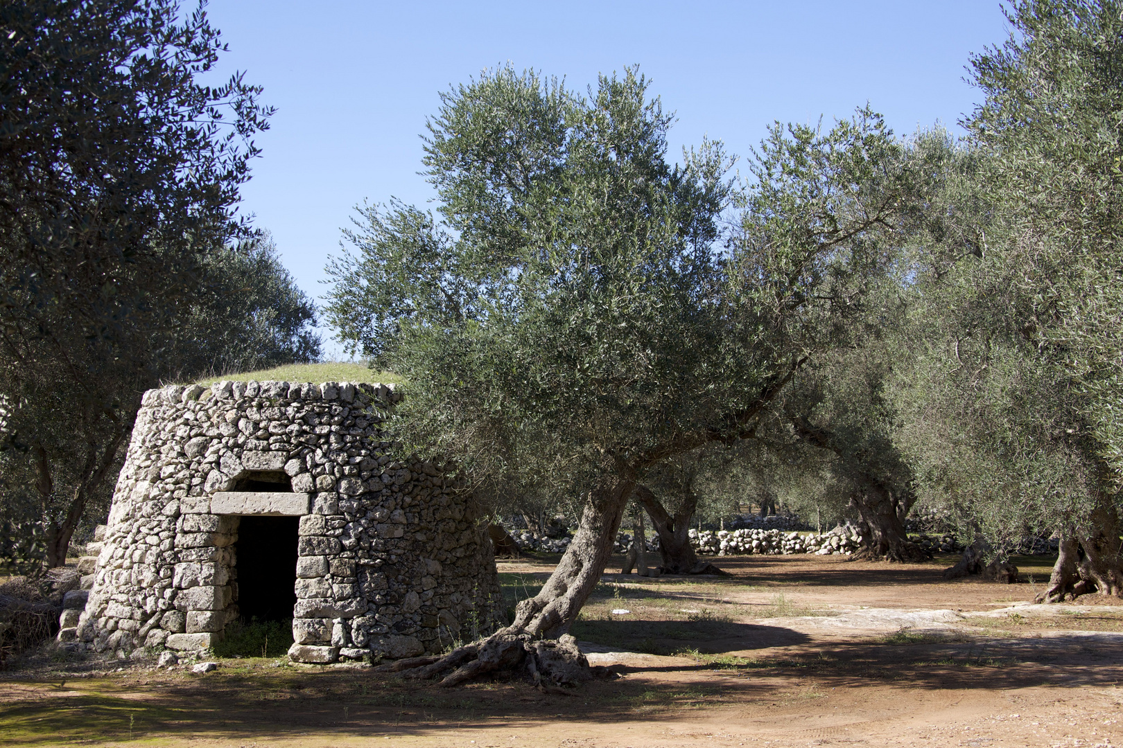 ....campagna salentina......