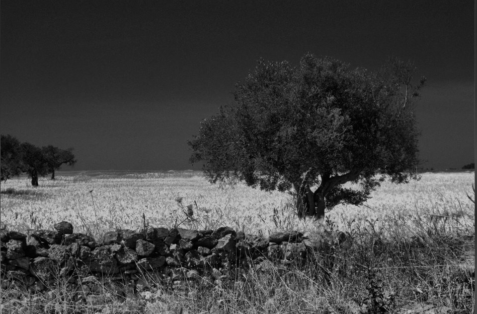 Campagna Salentina