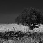 Campagna Salentina