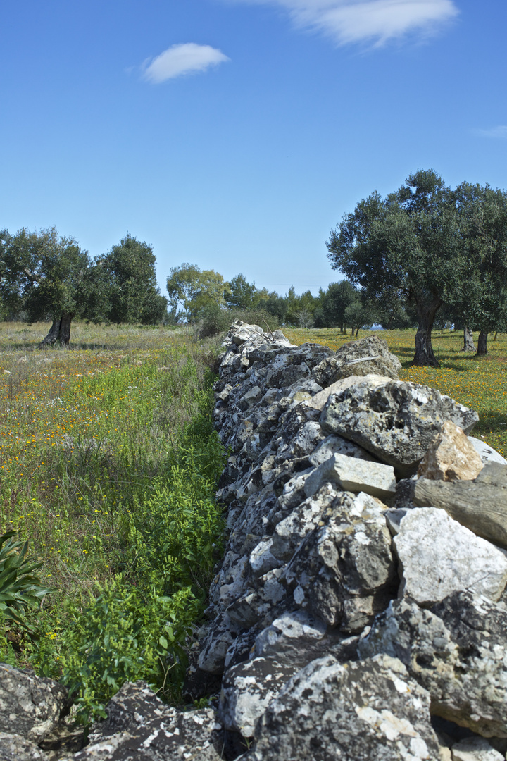 ...campagna salentina (confine)........