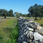 ...campagna salentina (confine)........