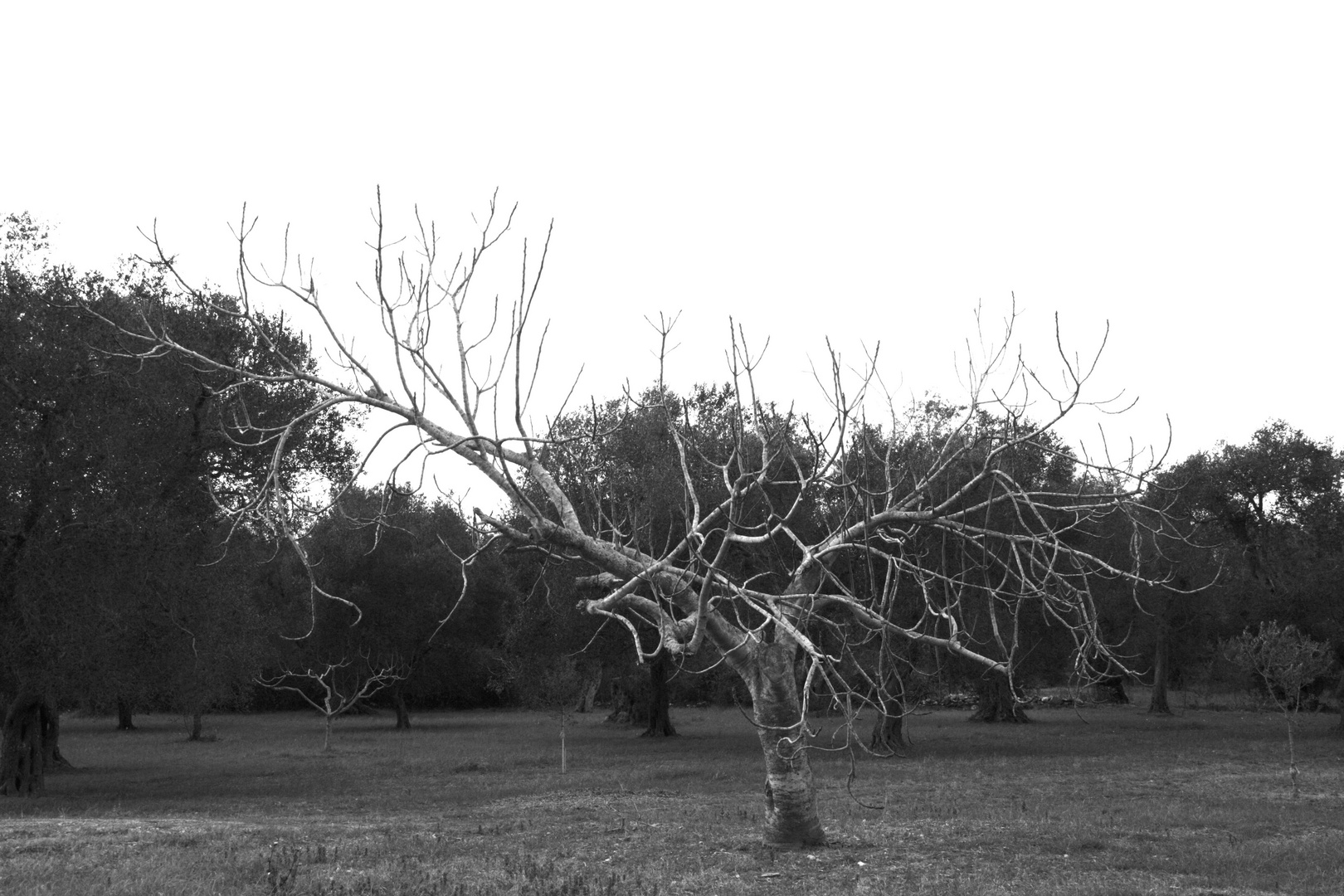 .....campagna salentina......