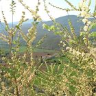 Campagna Senese tra i fiori