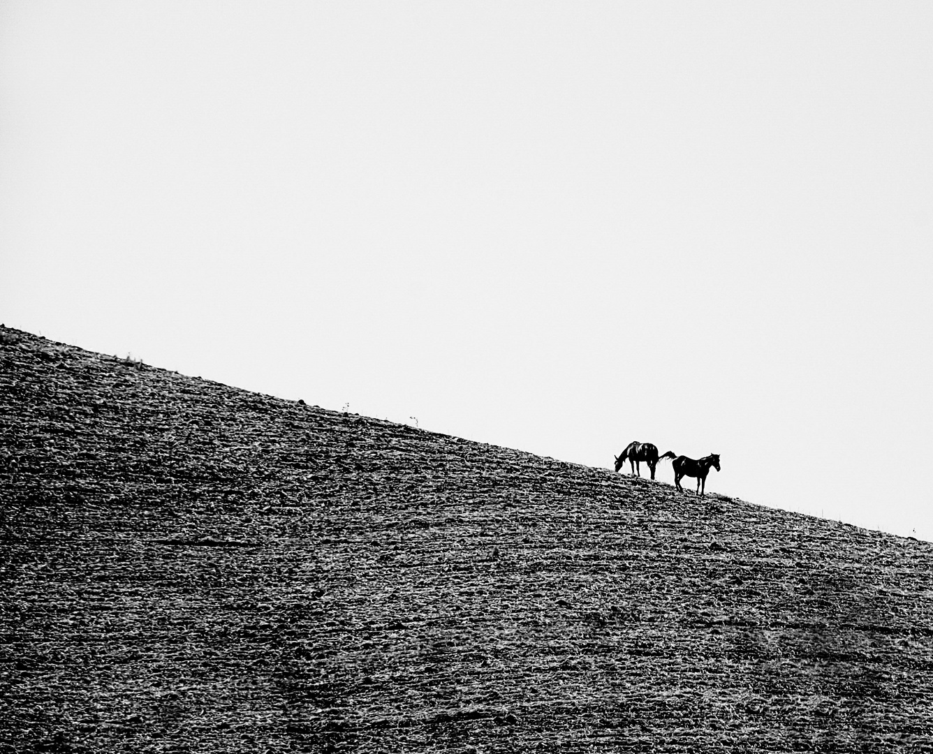 campagna siciliana 2