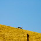 campagna siciliana