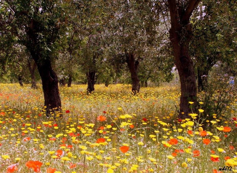 Campagna siciliana