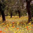 Campagna siciliana