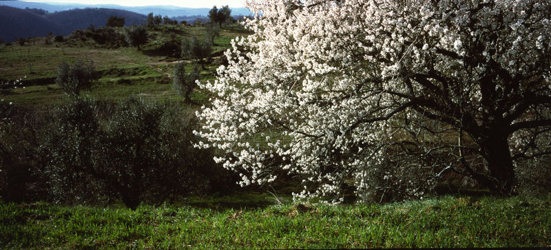 campagna toscana 1