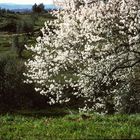 campagna toscana 1