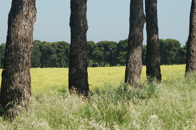 campagna toscana