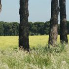 campagna toscana