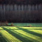 campagna toscana