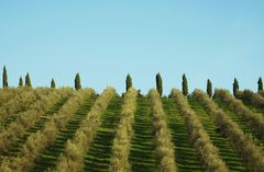 campagna toscana a vinci