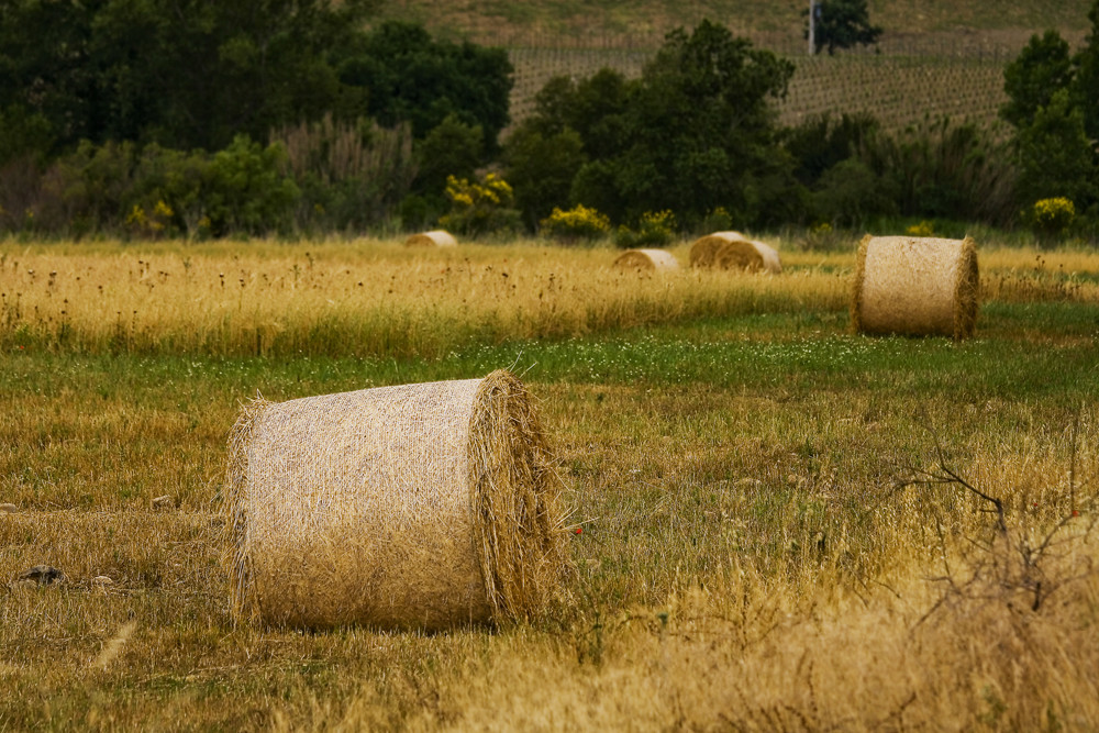 Campagna toscana