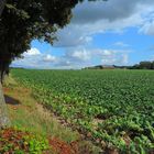 campagna vallone