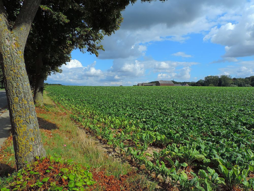 campagna vallone