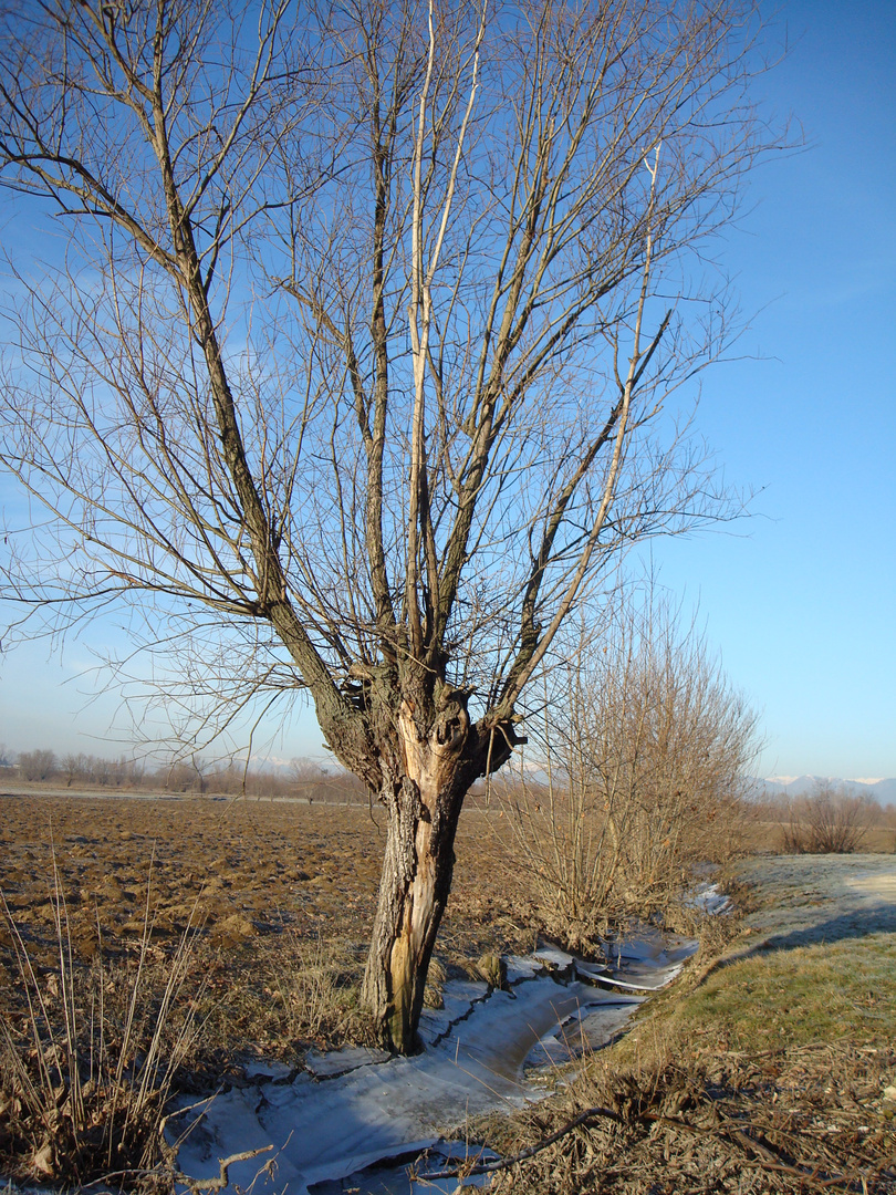 campagna veneta