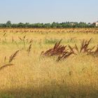 Campagna veneta