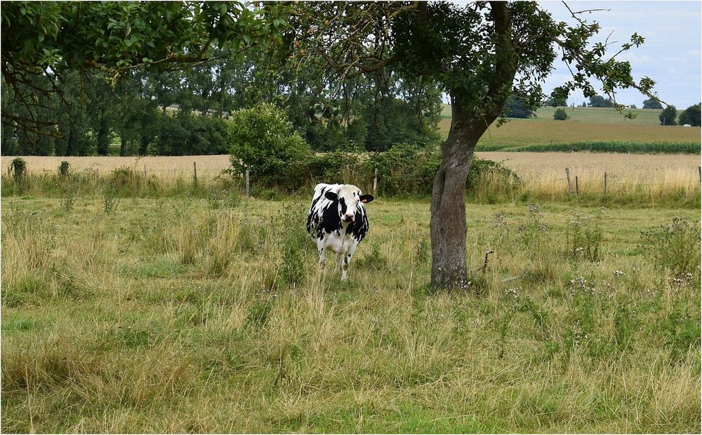 campagne