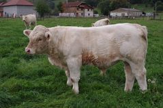 campagne à Longechenal (isère)