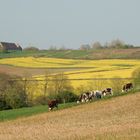 Campagne boulonnaise