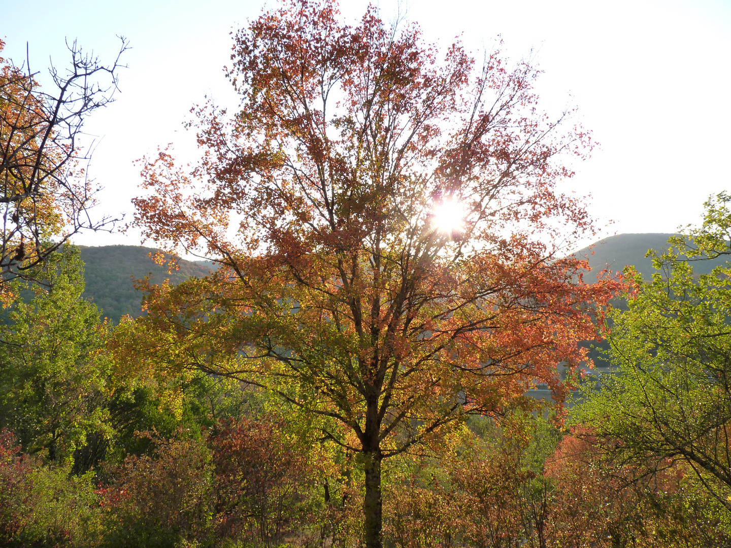 Campagne bruniquelaise