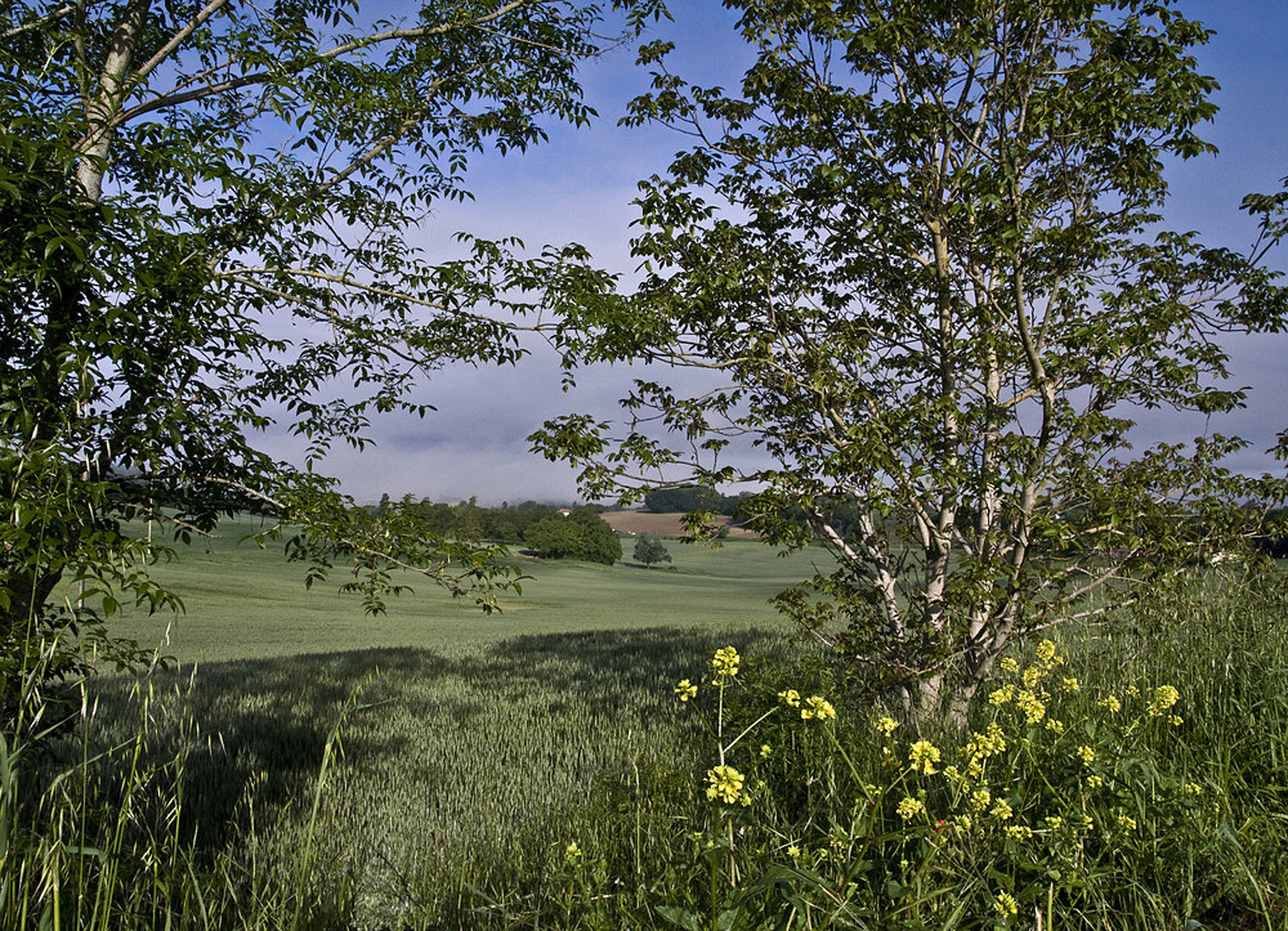 Campagne condomoise au printemps  --  Landschaft nahe Condom im Frühling