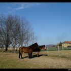 Campagne dauphinoise, le 3 mars 2012