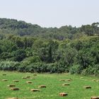 Campagne de Provence