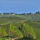 campagne de  vignes  et d oliviers ....