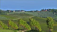 campagne de  vignes  et d oliviers ....