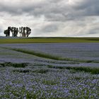 Campagne du Vexin normand au printemps