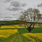 Campagne du Vexin normand au printemps