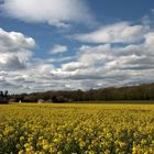 Campagne du Vexin normand au printemps