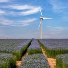 Campagne du Vexin normand au printemps