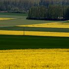 Campagne du Vexin normand au printemps