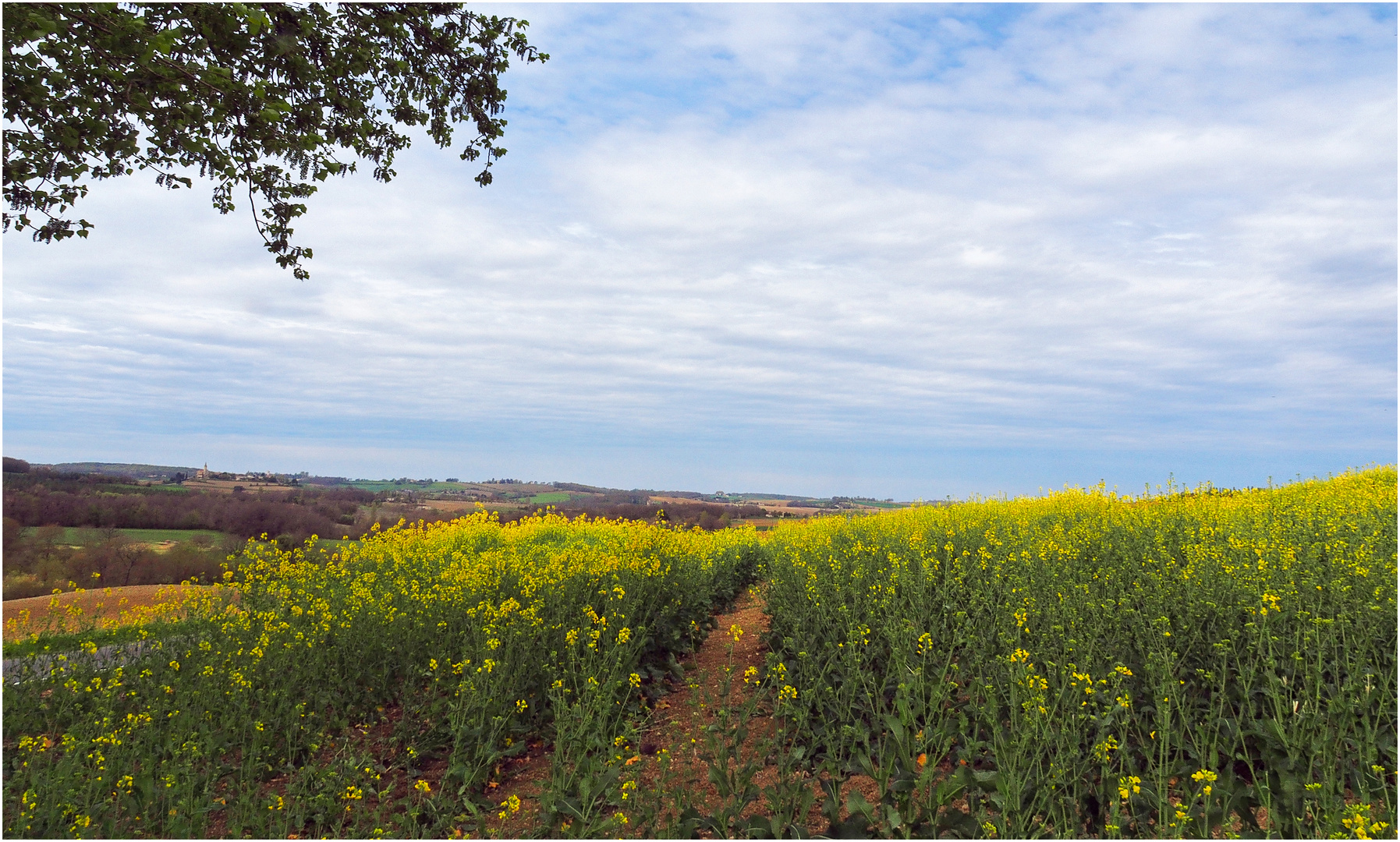 Campagne gersoise au printemps