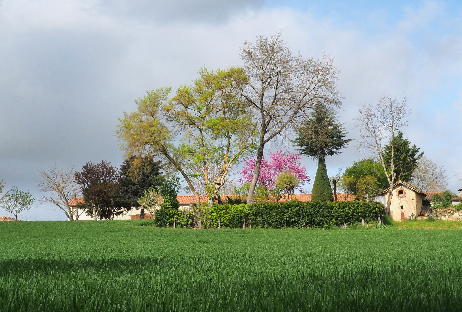 Campagne gersoise en avril