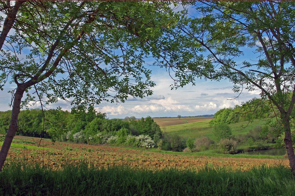 Campagne gersoise en mai