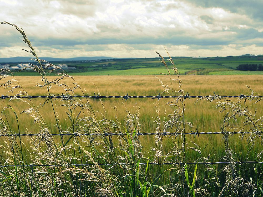 Campagne irlandaise