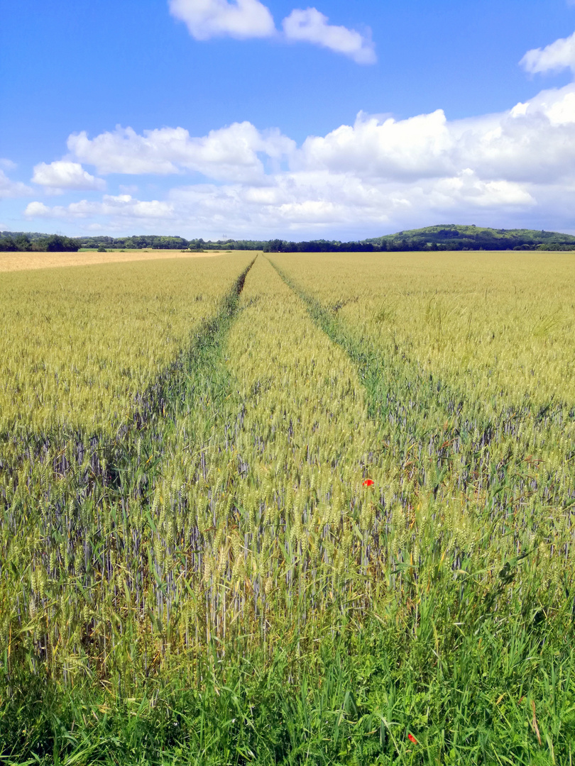 Campagne iséroise ...