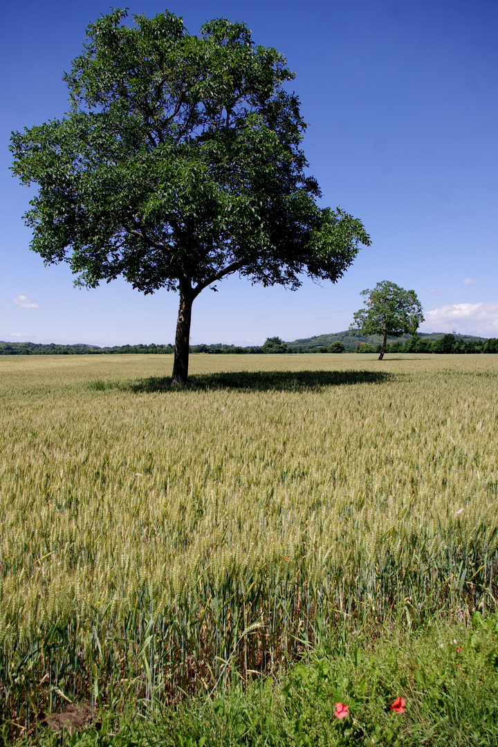 Campagne Isèroise .....